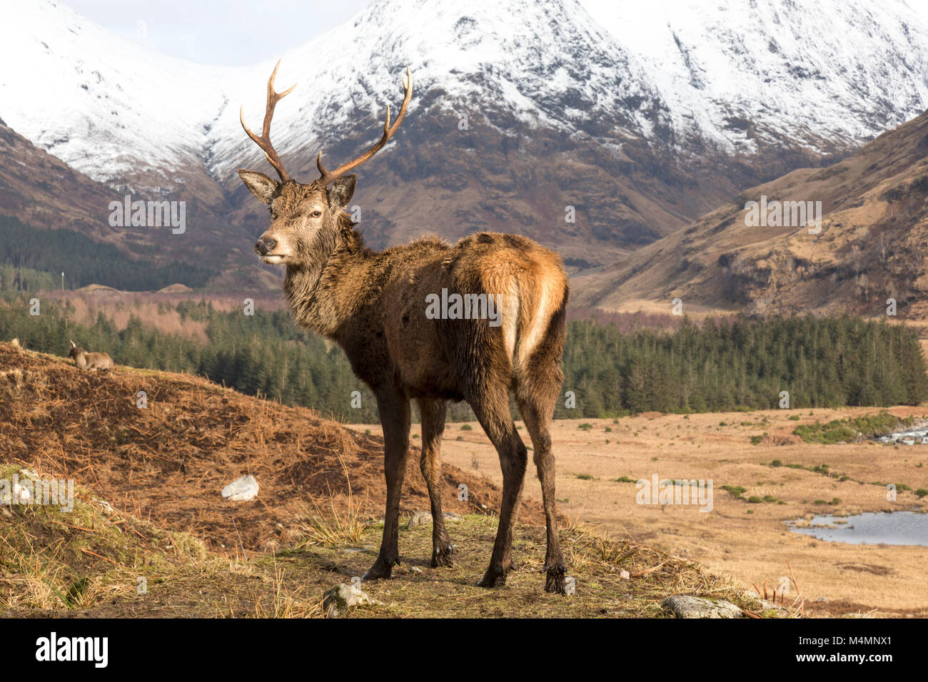 Wild Red Deer (Cervus elaphus) Stag en Glen Etive, en Écosse, au cours de l'hiver, avec une montagne en arrière-plan. Banque D'Images