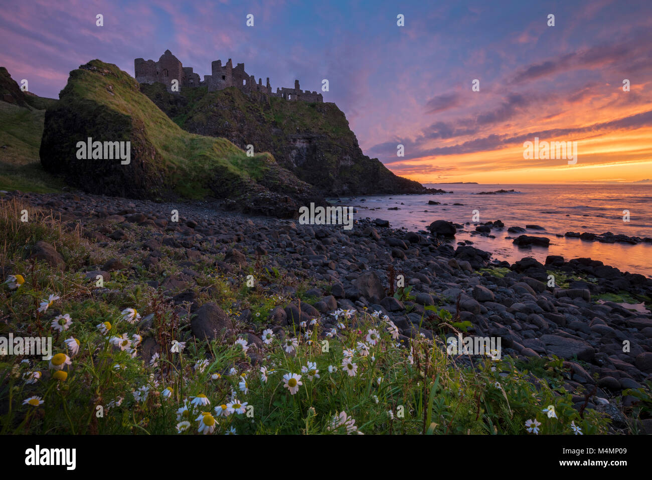 Soir ox-eye daisies sous le château de Dunluce, côte de Causeway, le comté d'Antrim, en Irlande du Nord. Banque D'Images