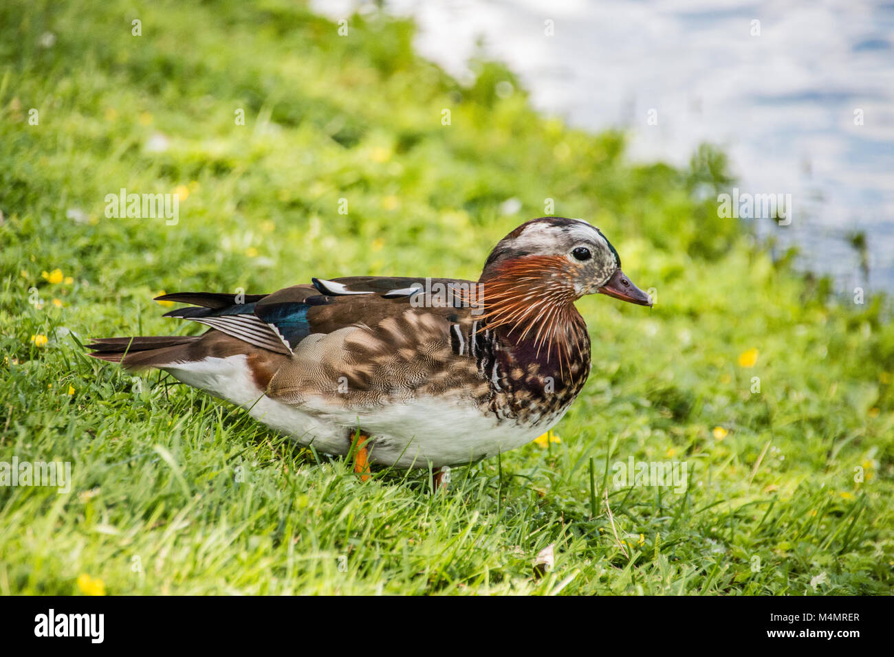 Bebe Canard Mandarin Banque D Image Et Photos Alamy