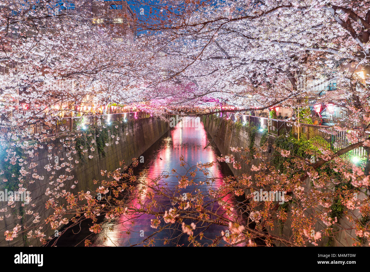 Cherry Blossom bordée de Meguro Canal de nuit à Tokyo, Japon. Printemps en avril à Tokyo, Japon. Banque D'Images