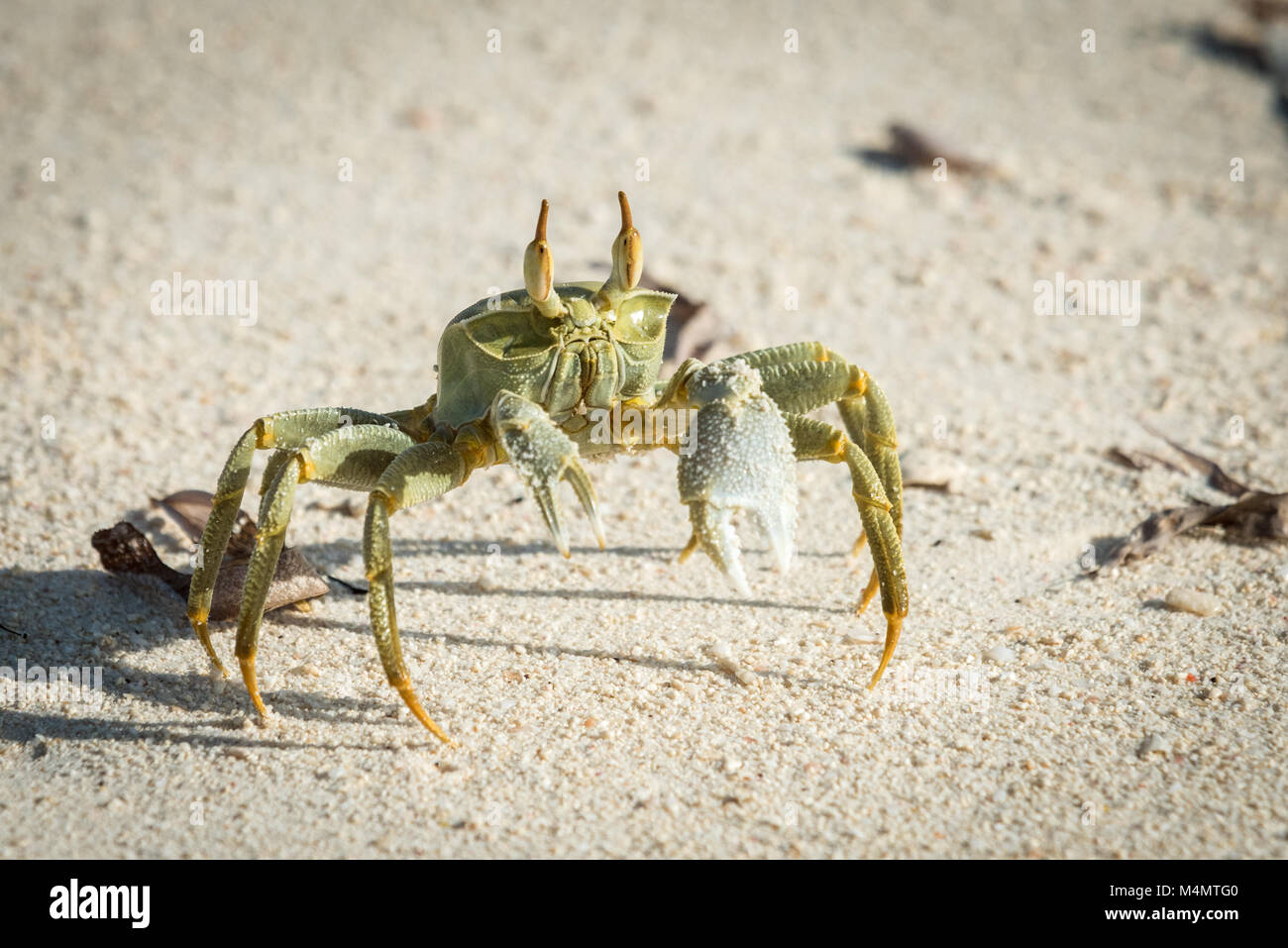 Le crabe fantôme (Ocypode ceratopthalmus,), Bird Island, Seychelles Banque D'Images