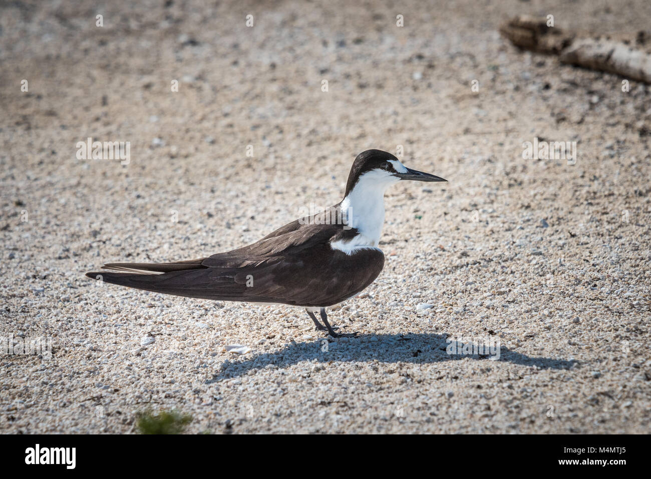 La sterne pierregarin (Sterna fuscata), Bird Island, Seychelles Banque D'Images