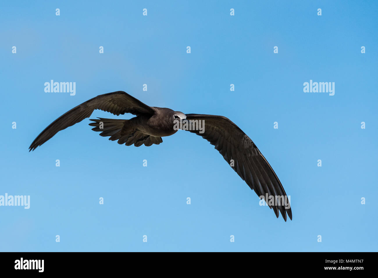 Noddi brun (Anous stolidus pileatus) en vol, Bird Island, Seychelles Banque D'Images