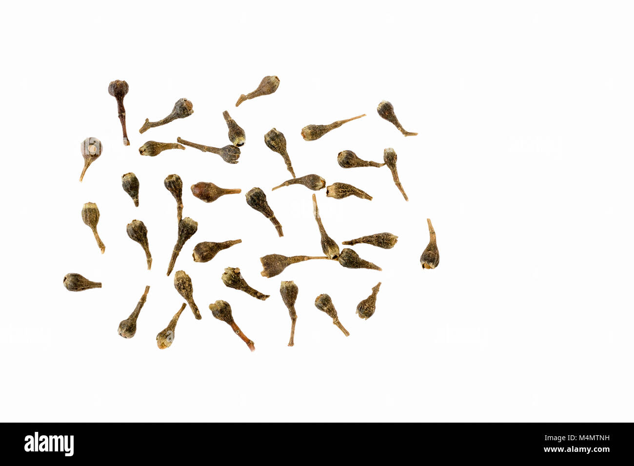 Ou cubèbe kabab chini (Piper cubeba) sur un fond blanc Banque D'Images