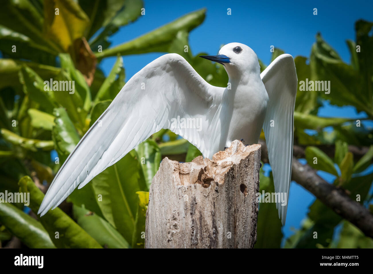 La sterne blanche sur souche d'arbre, Bird Island, Seychelles Banque D'Images