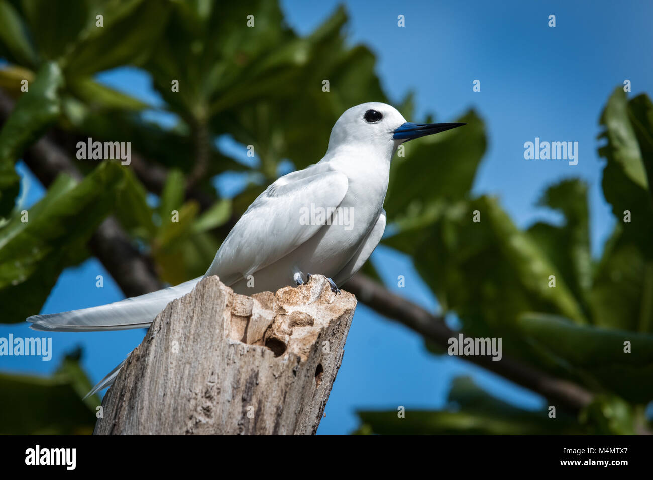 La sterne blanche sur souche d'arbre, Bird Island, Seychelles Banque D'Images