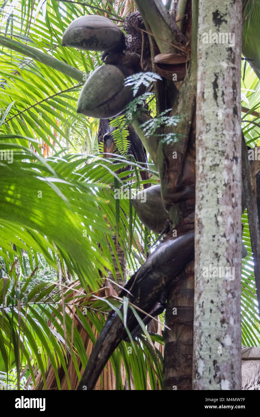 Coco de Mer Forêt, Praslin, Seychelles Banque D'Images