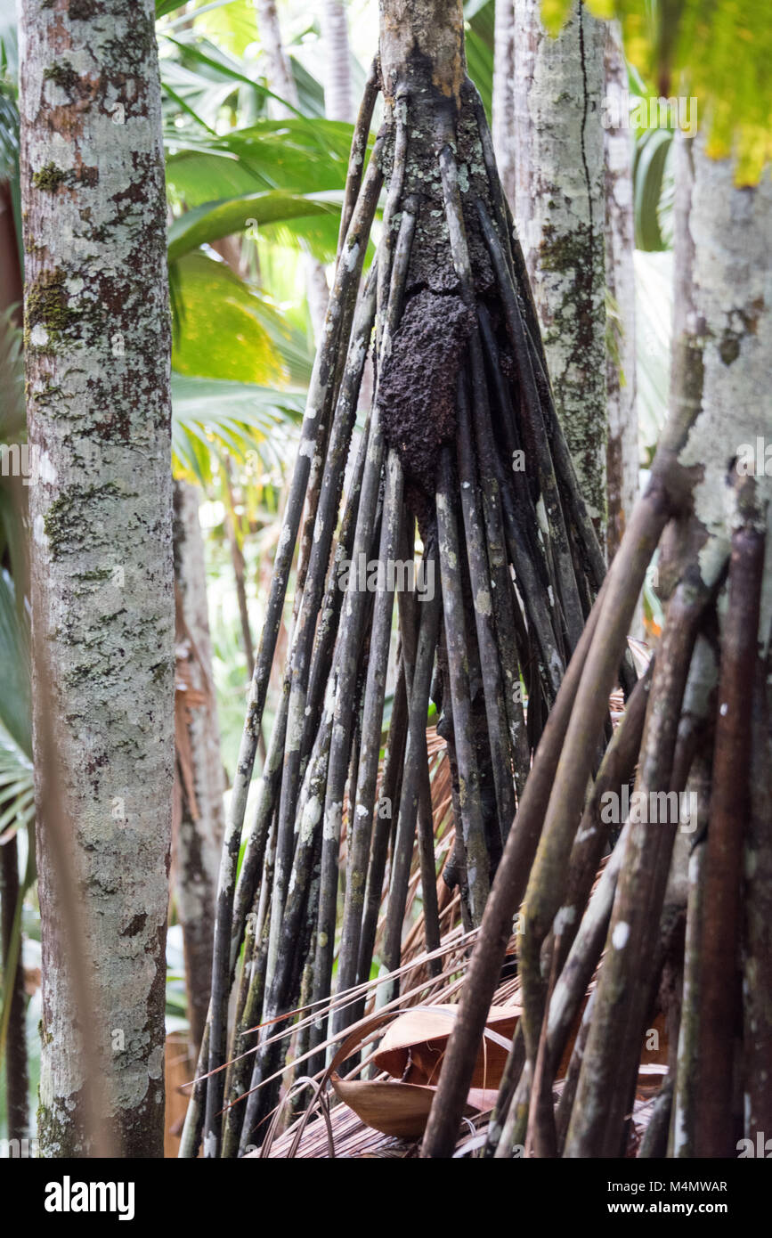 Coco de Mer Forêt, Praslin, Seychelles Banque D'Images