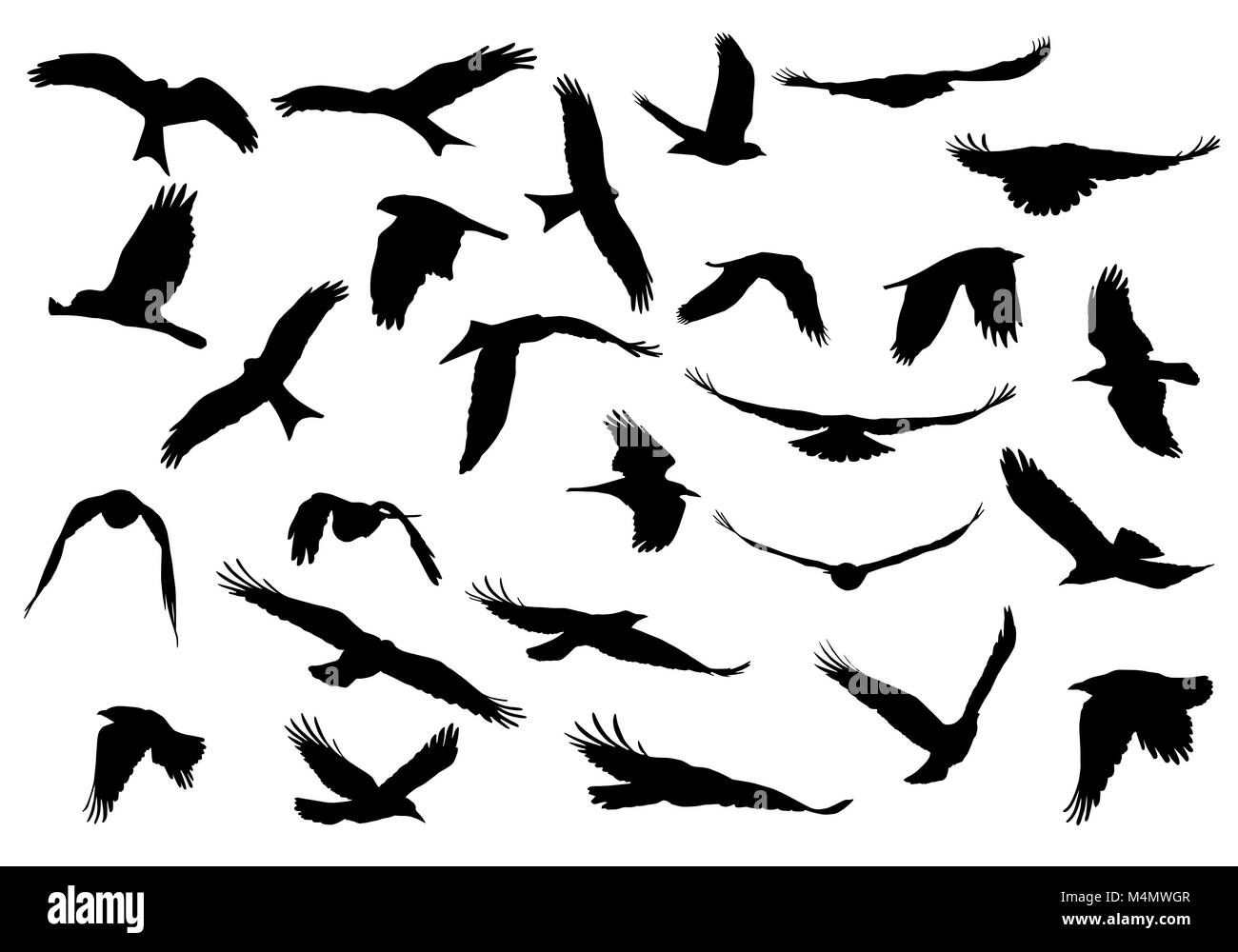 Série d'illustrations vectorielles réaliste de silhouettes d'oiseaux de proie en vol isolé sur fond blanc Illustration de Vecteur