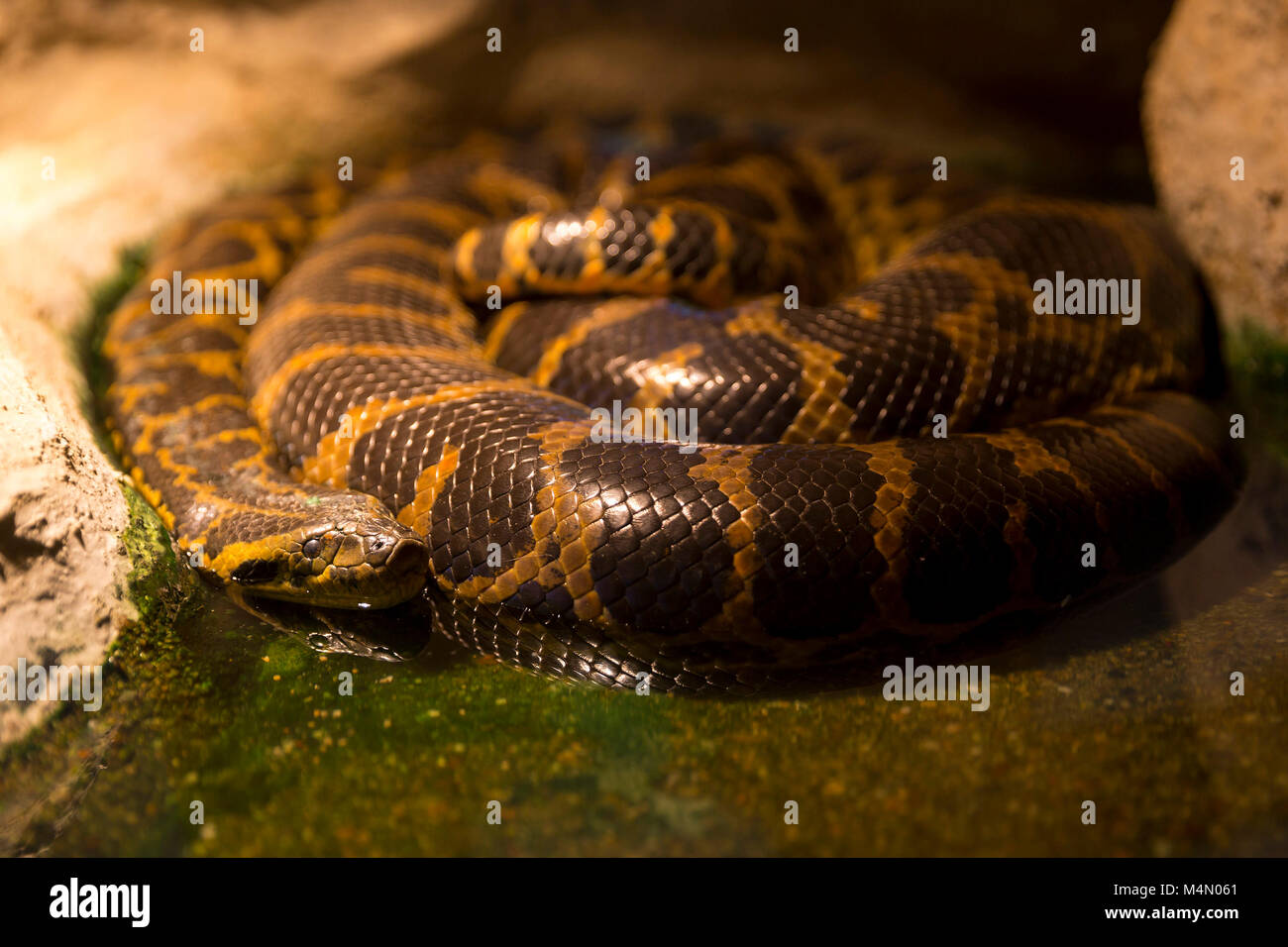 Anaconda du Paraguay dormir dans l'eau, près de rock. Anaconda du Paraguay est un boa espèce endémique de sud de l'Amérique du Sud. Banque D'Images