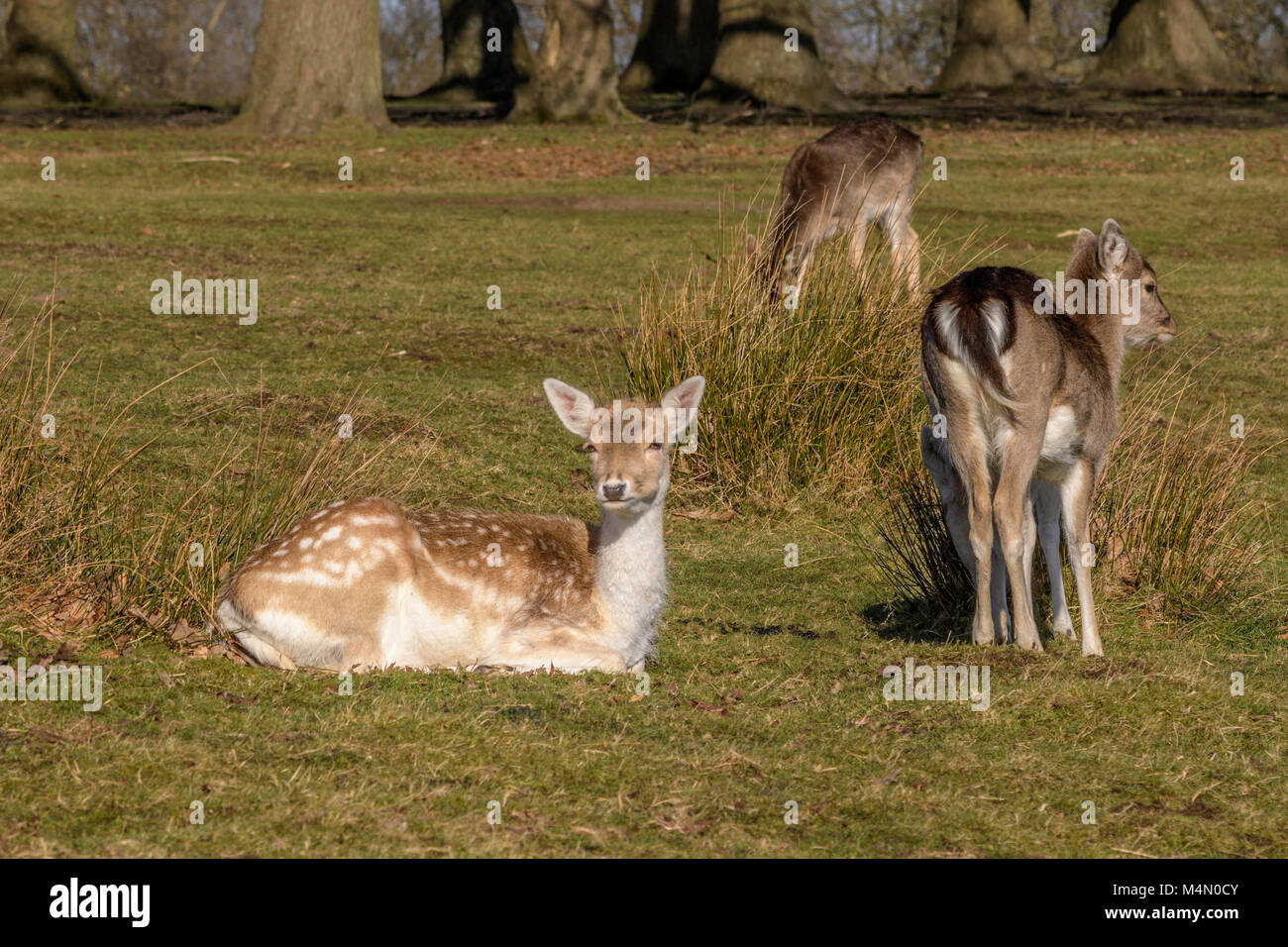 Le Deer Park - Knole Park, Sevenoaks, Kent Banque D'Images