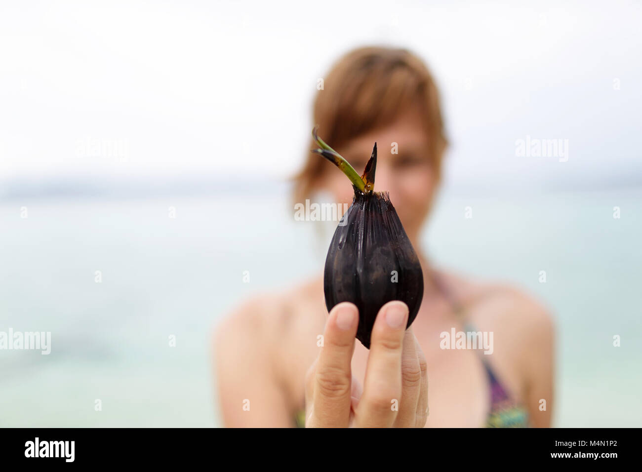 Woman in bikini holding sprouting coco, petit cocotier dans ses mains Banque D'Images