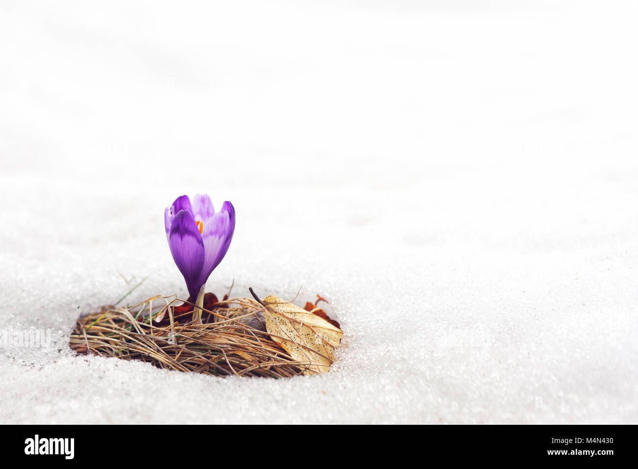 Fleur de crocus à elle seule dans la neige Banque D'Images