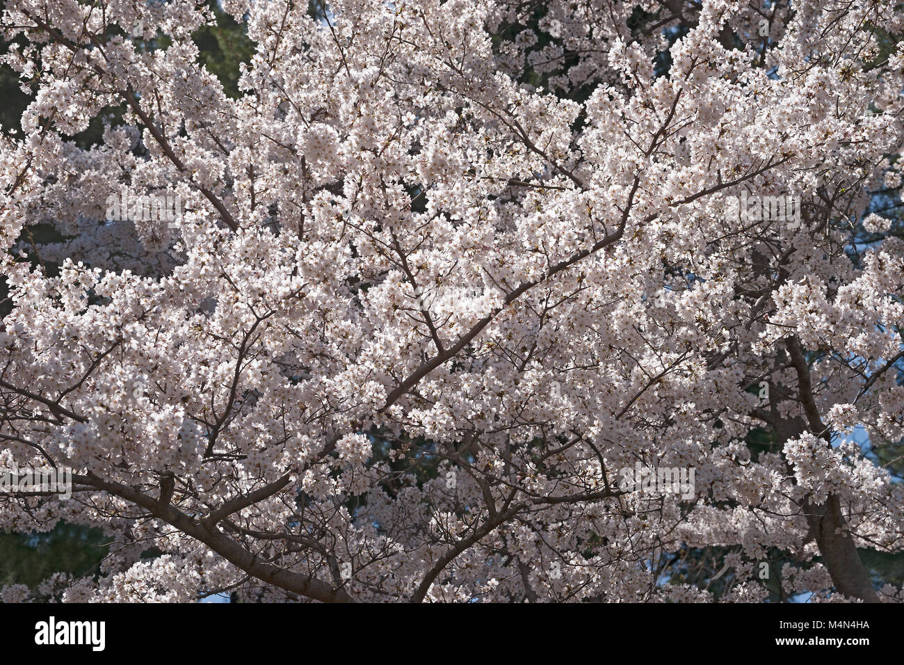 Yoshino cherry (Prunus x yedoensis). Hybride entre Prunus speciosa et Prunus pendula f. escendens Banque D'Images