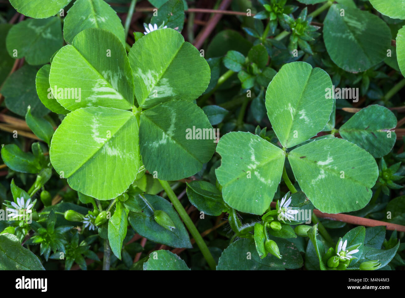 Photo horizontale d'un vert lumineux four leaf clover leaf et trois sur un lit de vert et de brun et de minuscules fleurs blanches Banque D'Images