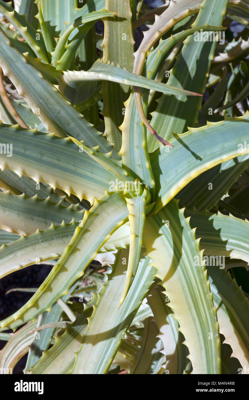 Candélabre panaché aloe (Aloe arborescens variegata) Banque D'Images