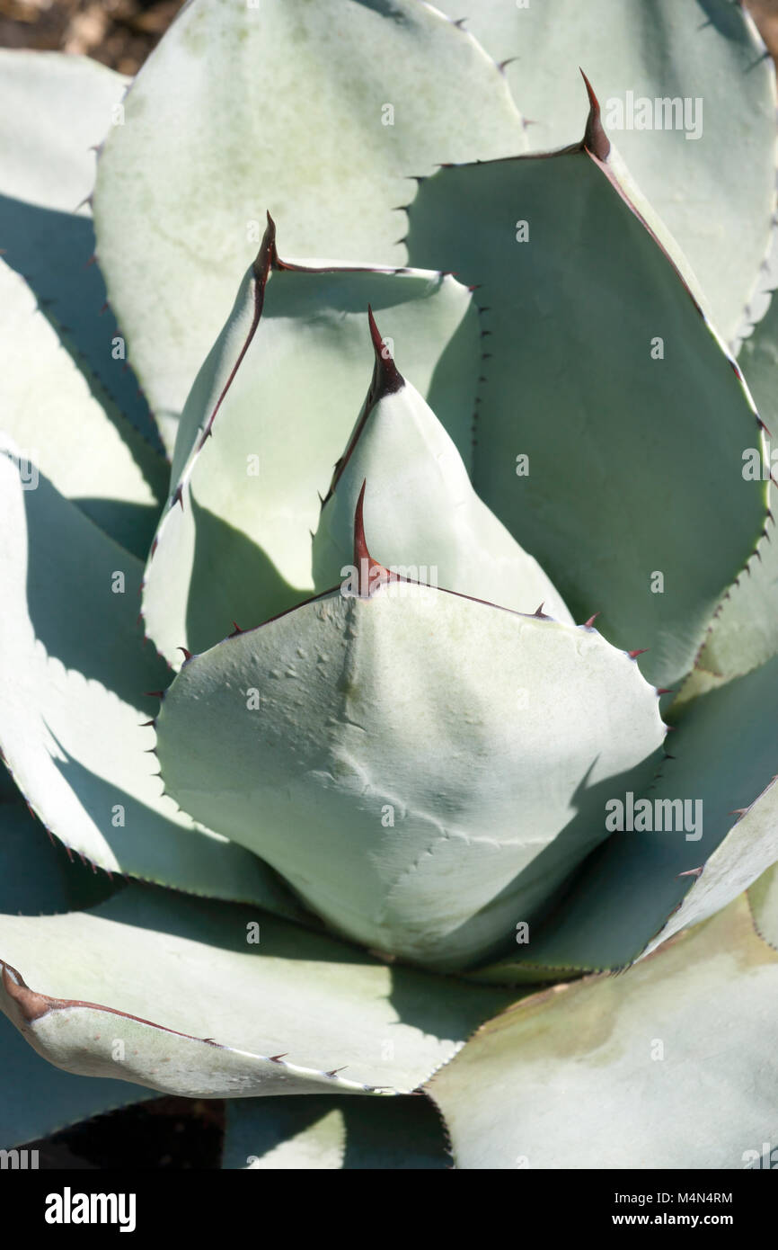 D'agave (Agave parryi artichaut var. truncata). Appelé aussi agave Mescal Banque D'Images