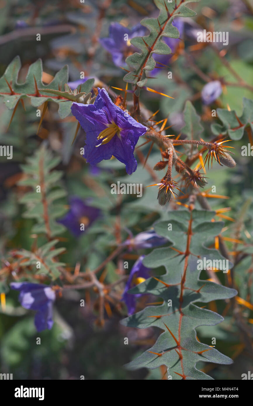 Harde de tomate (Solanum) pyrocanthos Banque D'Images