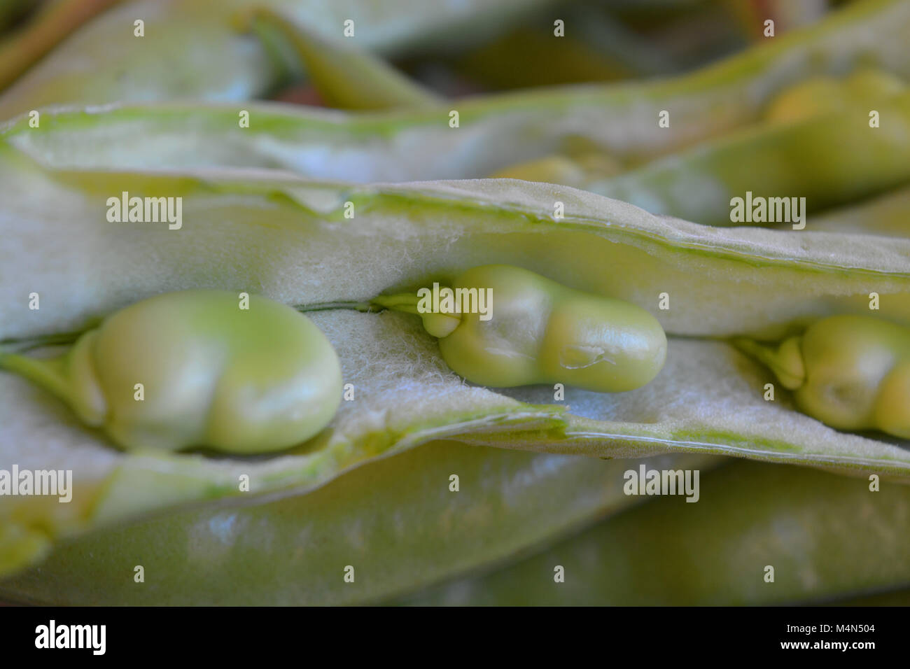 Vicia faba fraîchement cueillis ou fèves, également connu sous le nom de fèves, féveroles, haricot, haricot bell, tic bean. Banque D'Images