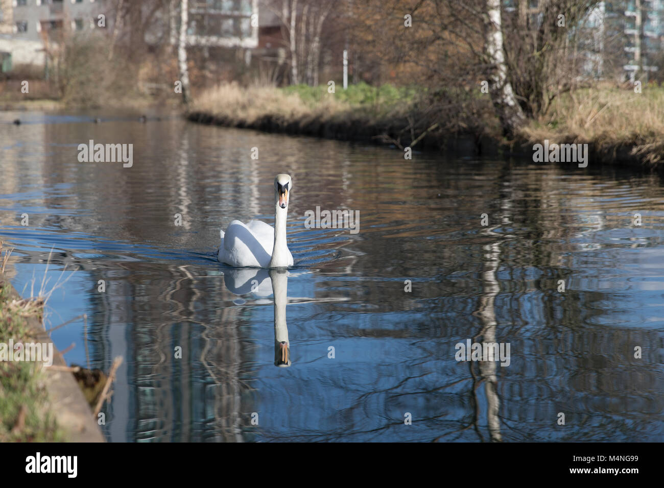 Londres. Feb 17, 2018. Météo britannique. Beau temps dans la région de Hackney, Londres, Royaume-Uni, le 17 février, 2018. Cygnes dans la voie d'eau à côté du réservoir de l'Ouest, Stoke Newington. Credit : carol moir/Alamy Live News Banque D'Images
