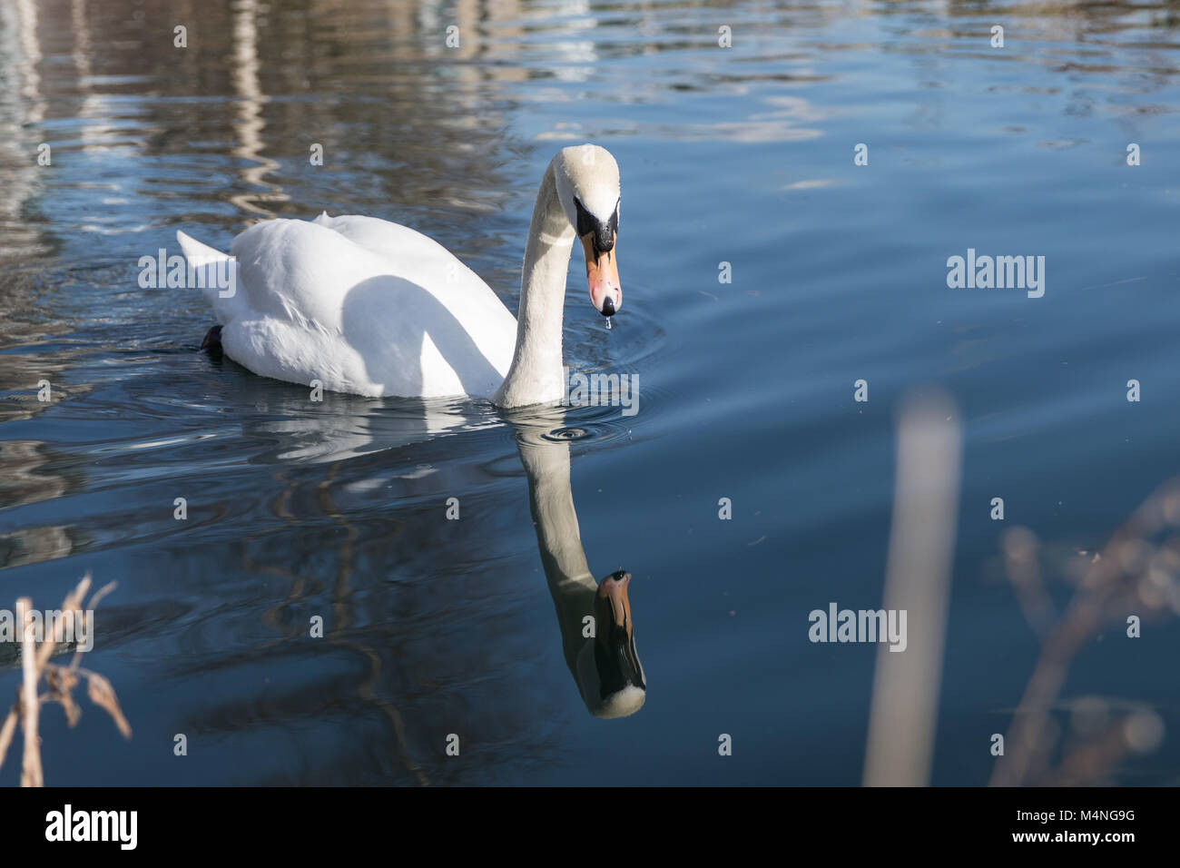 Londres. Feb 17, 2018. Météo britannique. Beau temps dans la région de Hackney, Londres, Royaume-Uni, le 17 février, 2018. Cygnes dans la voie d'eau à côté du réservoir de l'Ouest, Stoke Newington. Credit : carol moir/Alamy Live News Banque D'Images