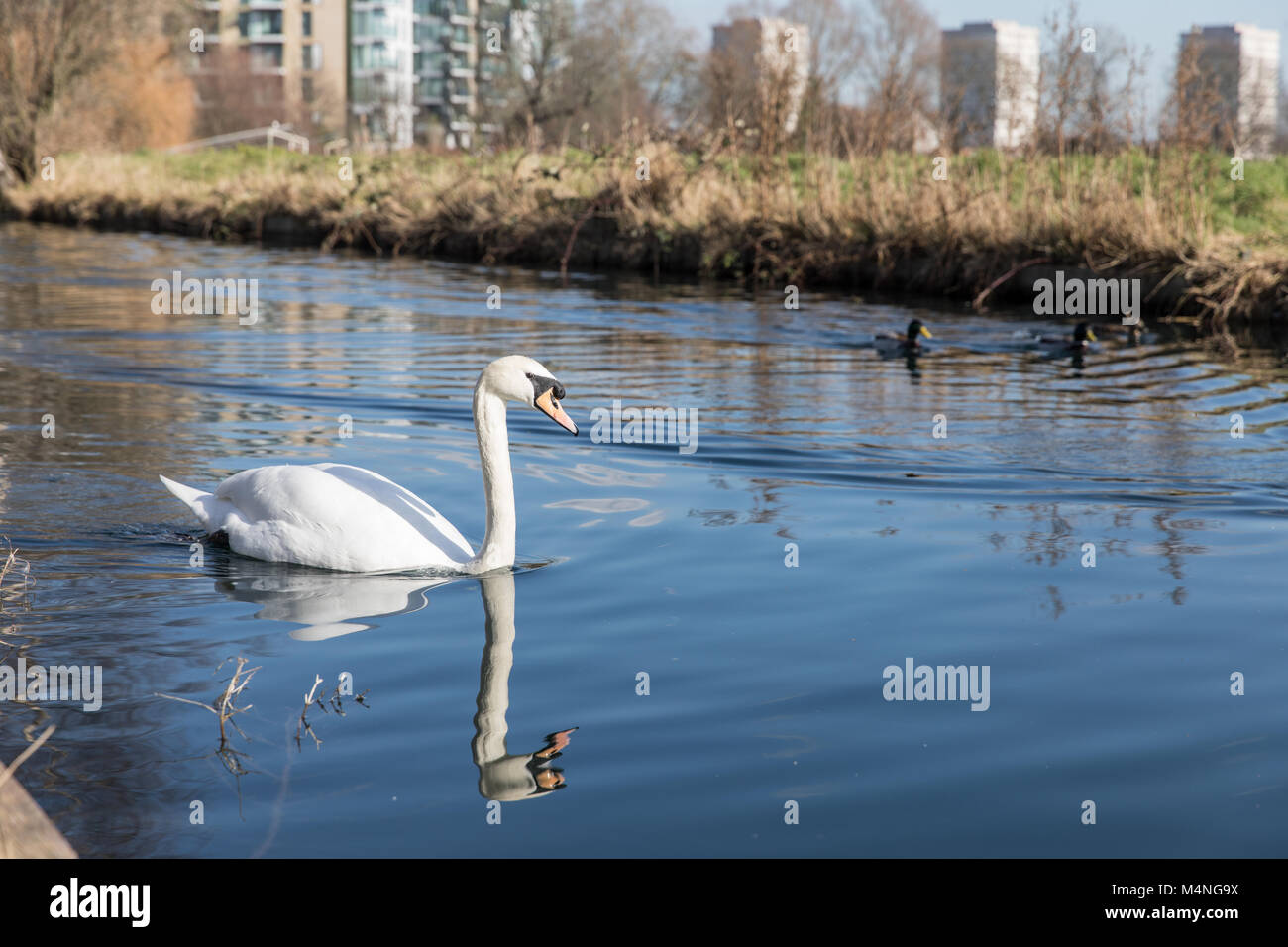 Londres. Feb 17, 2018. Météo britannique. Beau temps dans la région de Hackney, Londres, Royaume-Uni, le 17 février, 2018. Cygnes dans la voie d'eau à côté du réservoir de l'Ouest, Stoke Newington. Credit : carol moir/Alamy Live News Banque D'Images