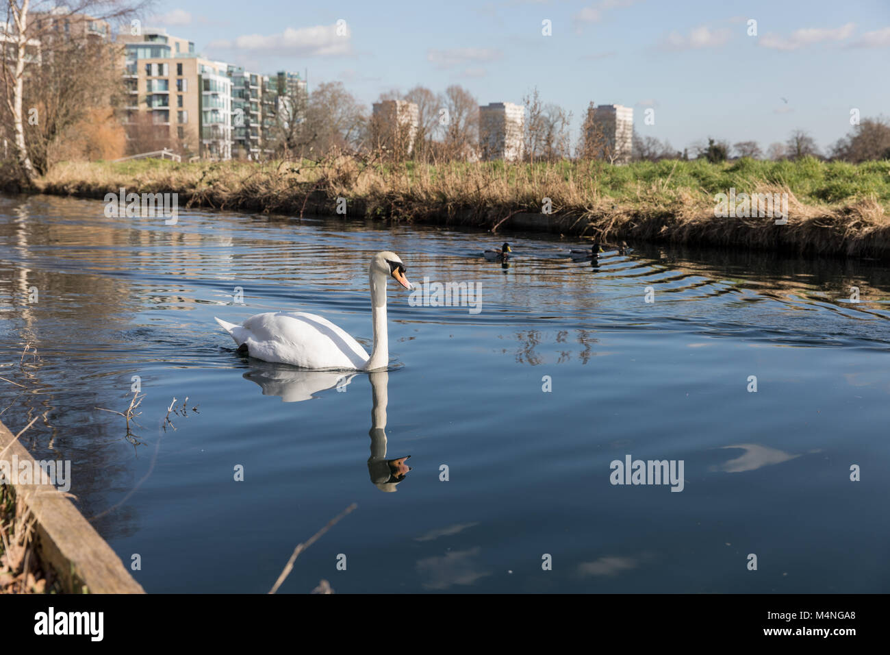 Londres. Feb 17, 2018. Météo britannique. Beau temps dans la région de Hackney, Londres, Royaume-Uni, le 17 février, 2018. Cygnes dans la voie d'eau à côté du réservoir de l'Ouest, Stoke Newington. Credit : carol moir/Alamy Live News Banque D'Images