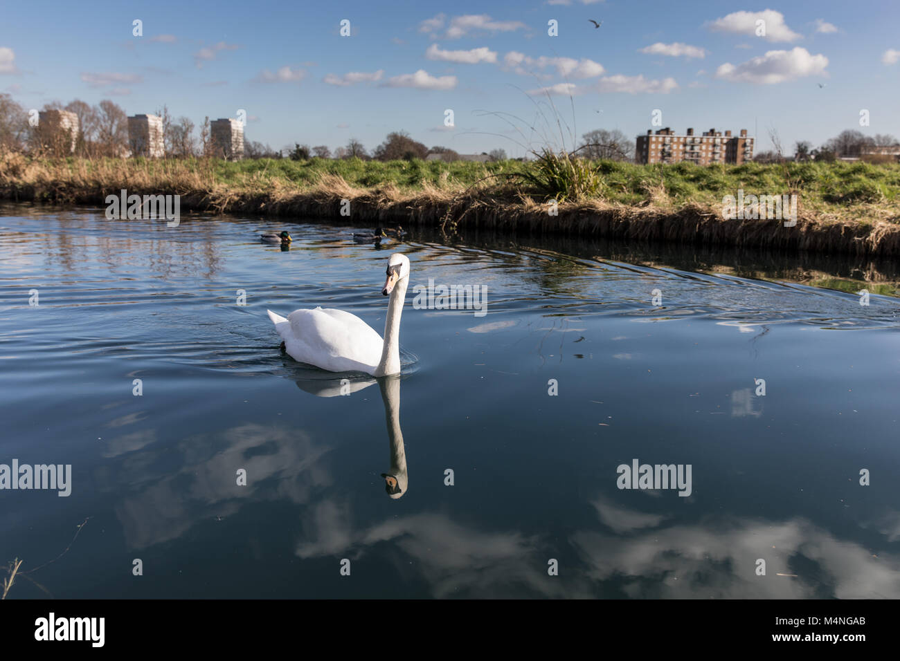 Londres. Feb 17, 2018. Météo britannique. Beau temps dans la région de Hackney, Londres, Royaume-Uni, le 17 février, 2018. Cygnes dans la voie d'eau à côté du réservoir de l'Ouest, Stoke Newington. Credit : carol moir/Alamy Live News Banque D'Images