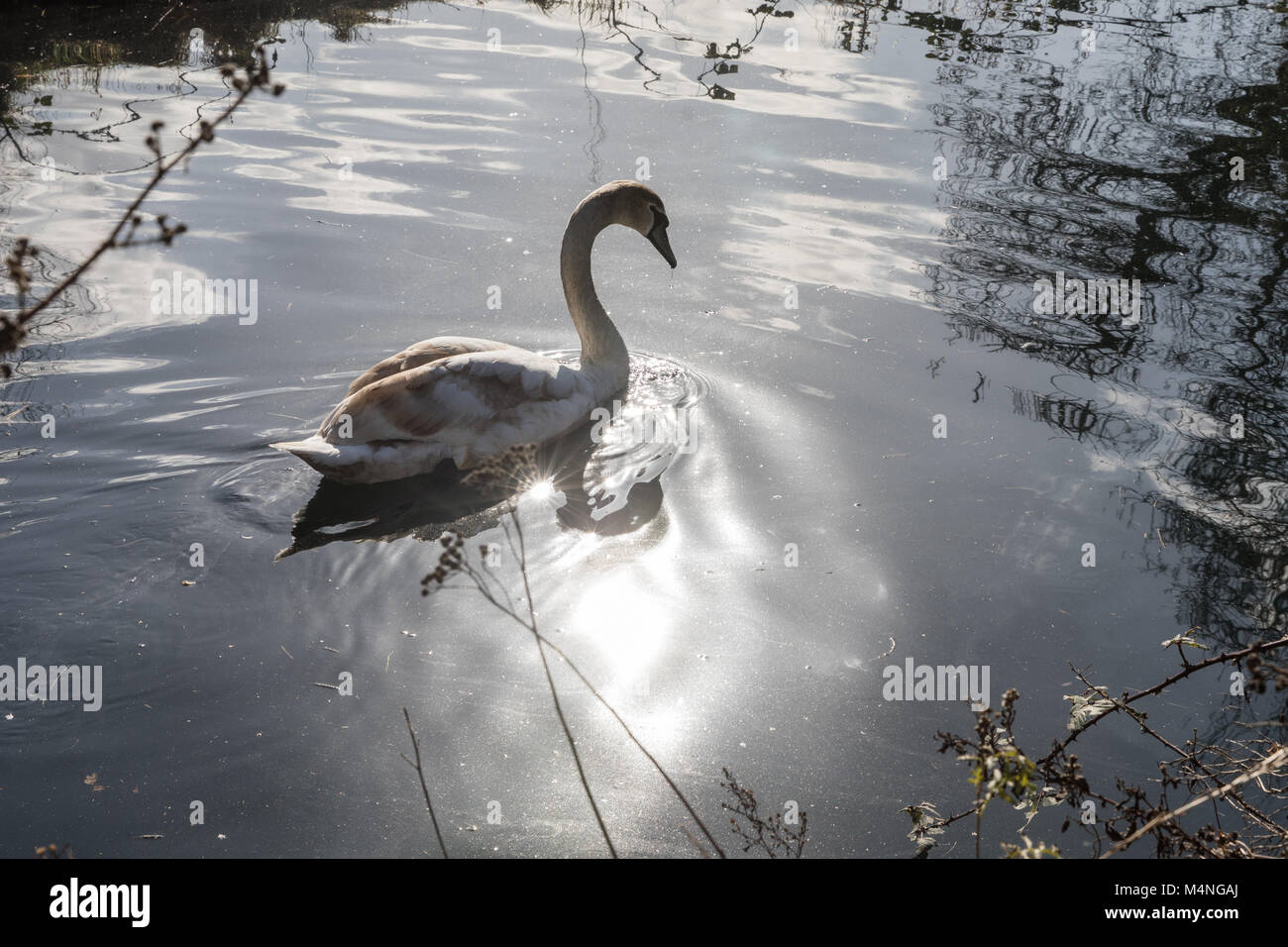 Londres. Feb 17, 2018. Météo britannique. Beau temps dans la région de Hackney, Londres, Royaume-Uni, le 17 février, 2018. Cygnes dans la voie d'eau à côté du réservoir de l'Ouest, Stoke Newington. Credit : carol moir/Alamy Live News Banque D'Images