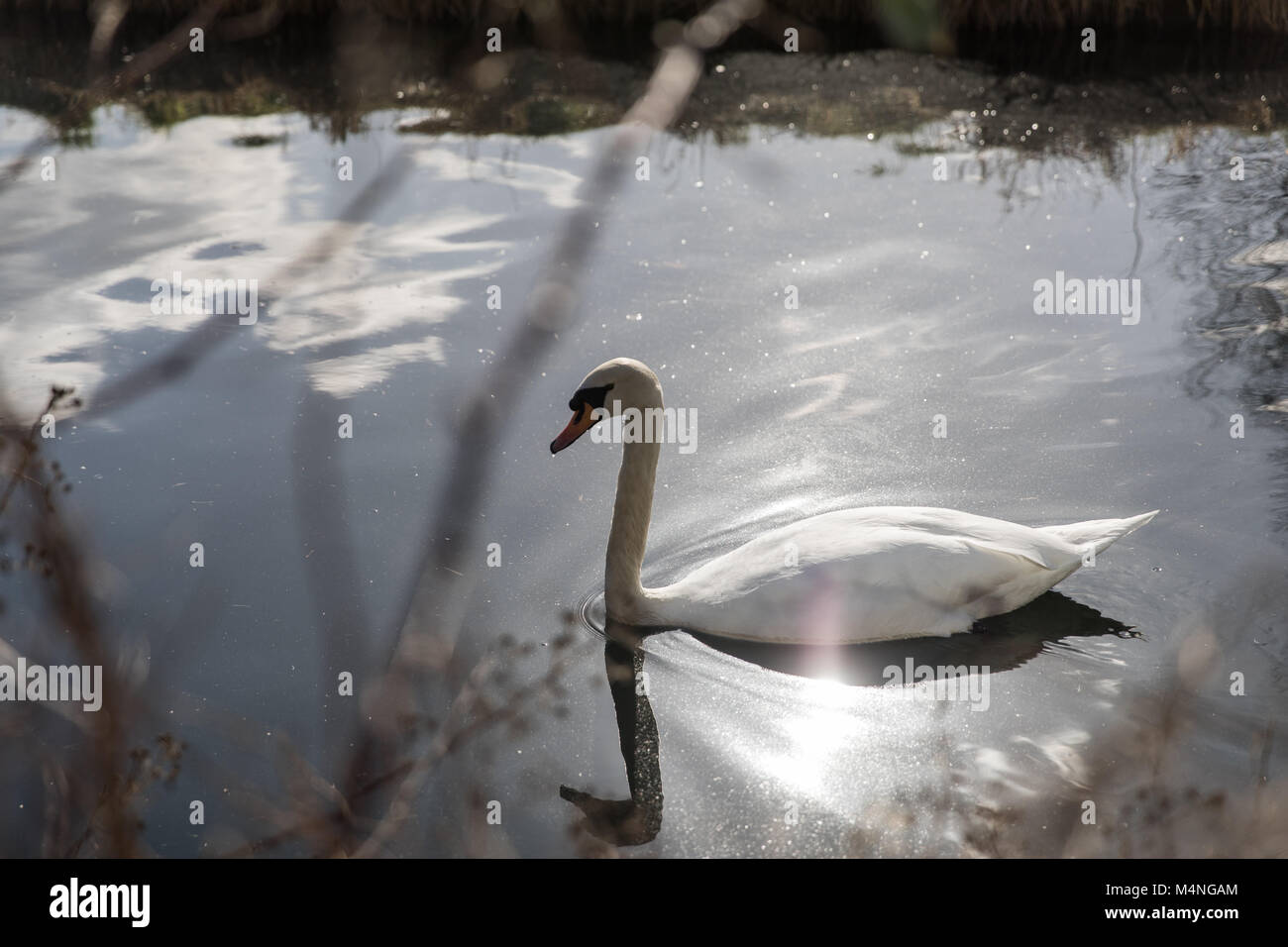 Londres. Feb 17, 2018. Météo britannique. Beau temps dans la région de Hackney, Londres, Royaume-Uni, le 17 février, 2018. Cygnes dans la voie d'eau à côté du réservoir de l'Ouest, Stoke Newington. Credit : carol moir/Alamy Live News Banque D'Images