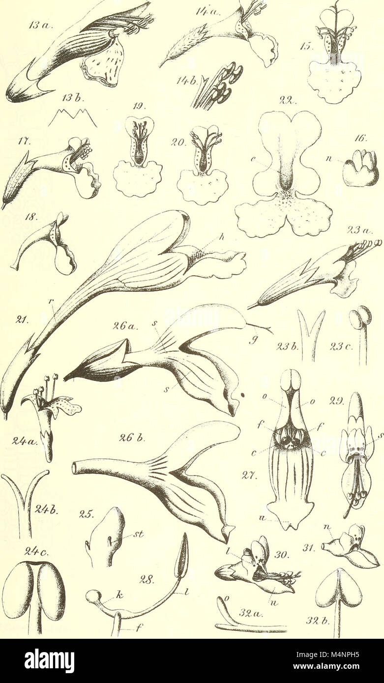 Berichte der Deutschen Botanische Gesellschaft (1886) (20180039329) Banque D'Images