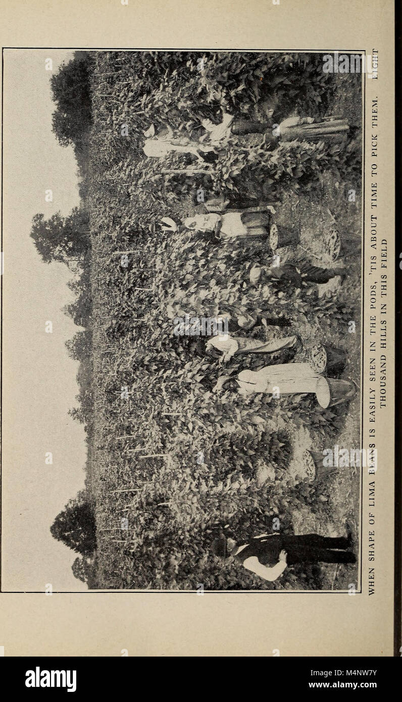 Le Biggle Garden Book 1908 offre des conseils pratiques sur la culture de légumes, de petits fruits et de fleurs pour le plaisir et le profit. Il couvre les techniques de culture, la gestion des cultures et fournit des conseils aux jardiniers qui cherchent à optimiser la valeur esthétique et économique de leurs jardins. Banque D'Images
