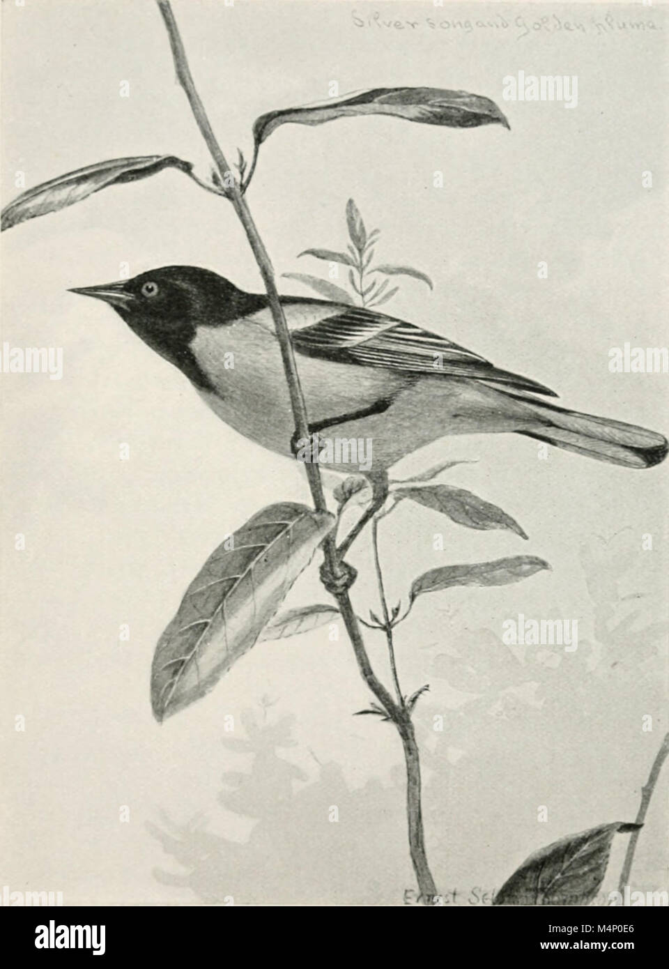 Bird-Life ; A Guide to the Study of Our Common Birds (1899) donne un aperçu complet des espèces d'oiseaux communes en Amérique du Nord. Il comprend des descriptions de leurs habitudes, habitats et caractéristiques, visant à éduquer les lecteurs sur l'observation des oiseaux et l'étude de la vie aviaire. Banque D'Images