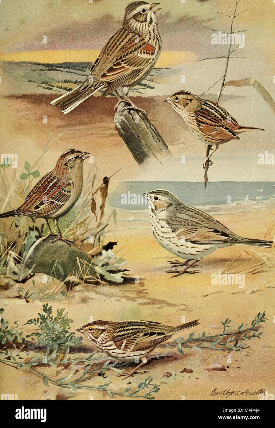 Oiseaux du Massachusetts et d'autres États de la Nouvelle-Angleterre (1925) (20385062745) Banque D'Images