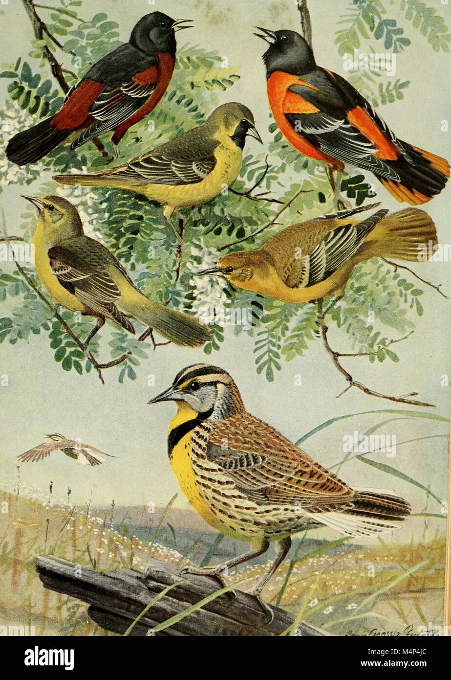 Oiseaux du Massachusetts et d'autres États de la Nouvelle-Angleterre (1925) (20385274695) Banque D'Images