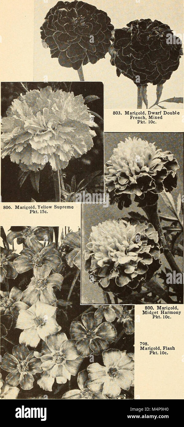 Bolgiano's capitol city seeds - 1955 (1955) (20390490965) Banque D'Images