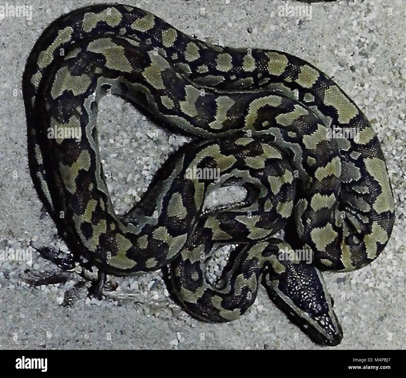 African rock python python sebae Banque de photographies et d’images à ...