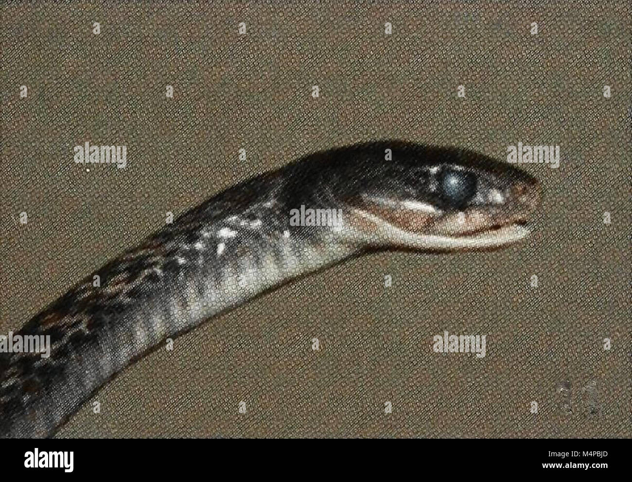 Bulletin zoologique Bonn - Rhabdophis subminiatus Banque D'Images