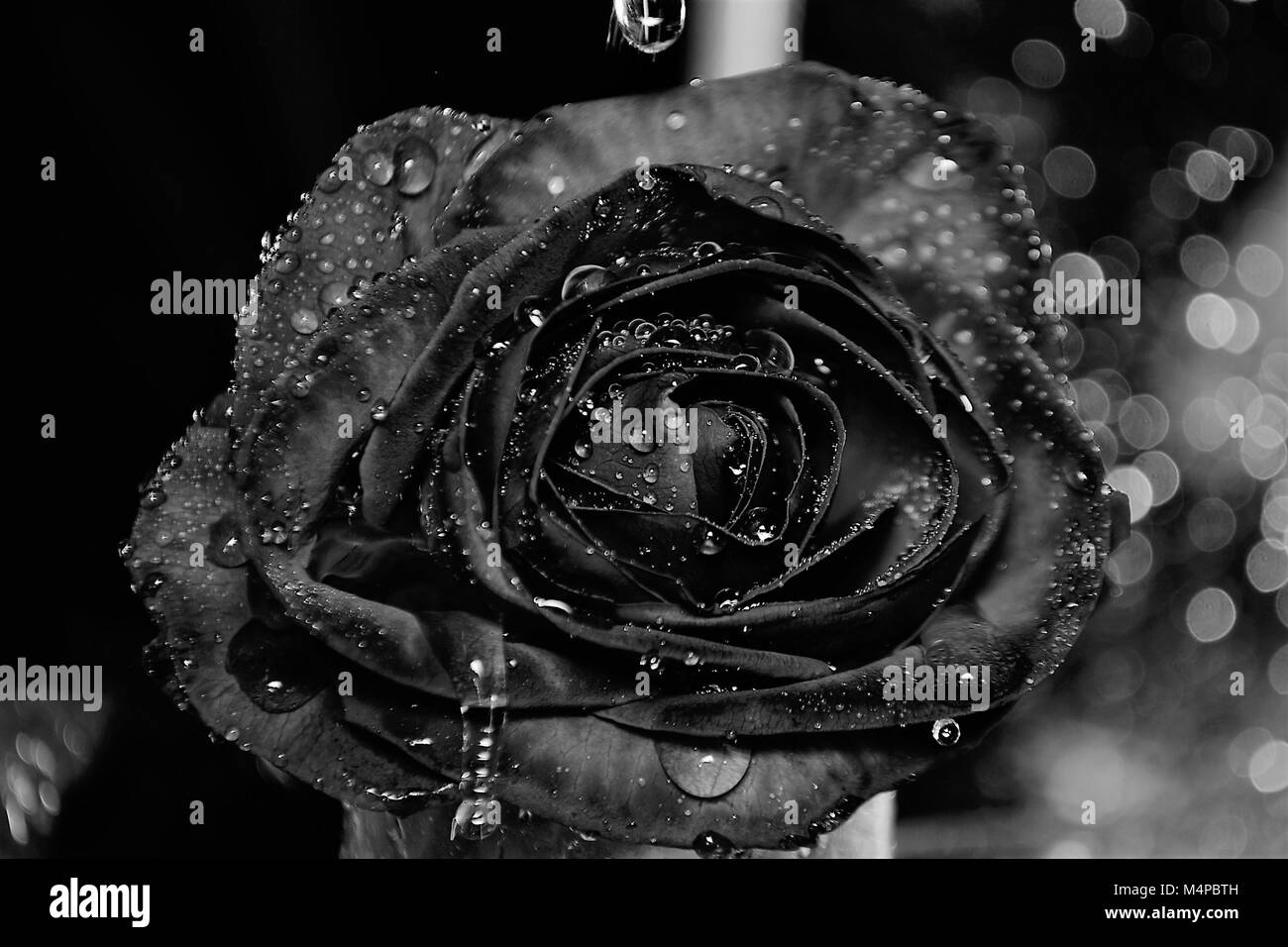 Rose Banque D'Images