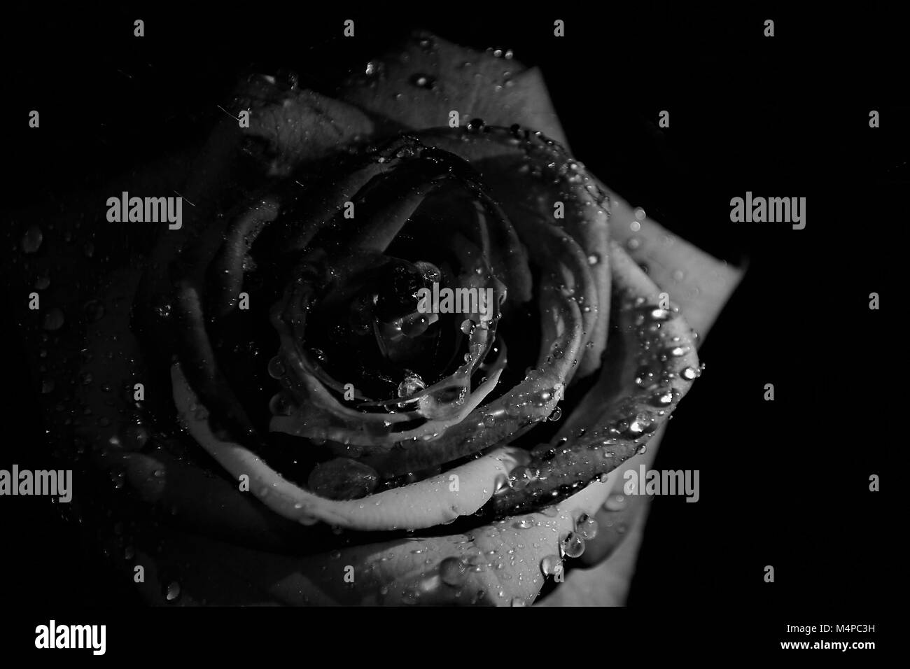 Rose Banque D'Images