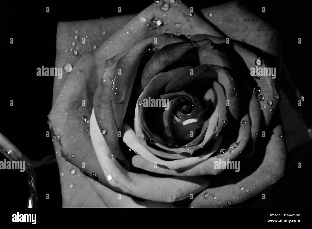 Rose Banque D'Images