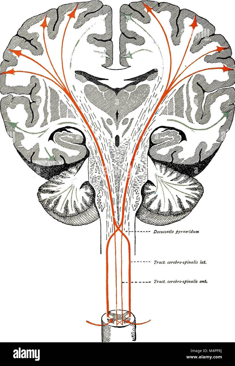 Cerveau et la moelle épinière ; un manuel pour l'étude de la morphologie et  des fibres étendues du système nerveux central (1912) (14741295406 Photo  Stock - Alamy
