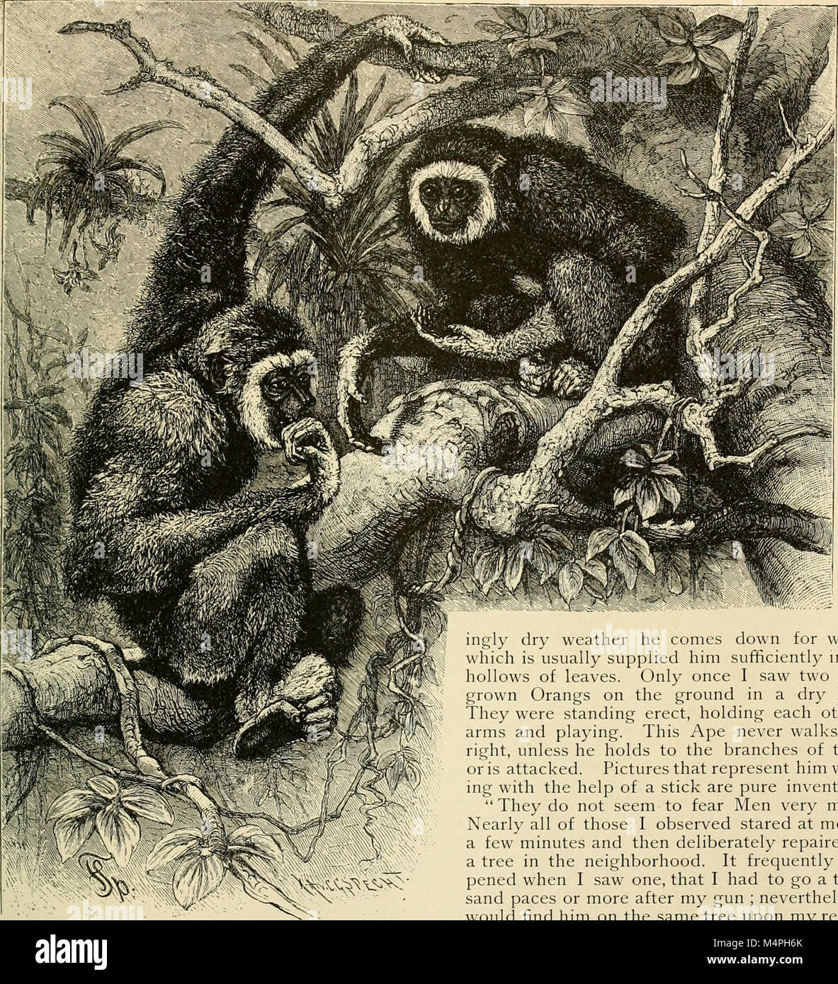 Brehm's de la vie des animaux - une histoire naturelle pour l'instruction populaire accueil et pour l'utilisation d'écoles (1895) (20403882782) Banque D'Images