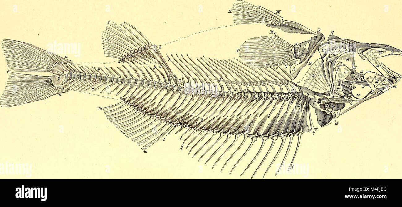 Brehms Tierleben - allgemeine Kunde des Tierreichs - mit 1800 Abbildungen im Text, 9 Karten und Tafeln und 180 dans Farbendruck Holzschnitt (1892) (19791701624) Banque D'Images