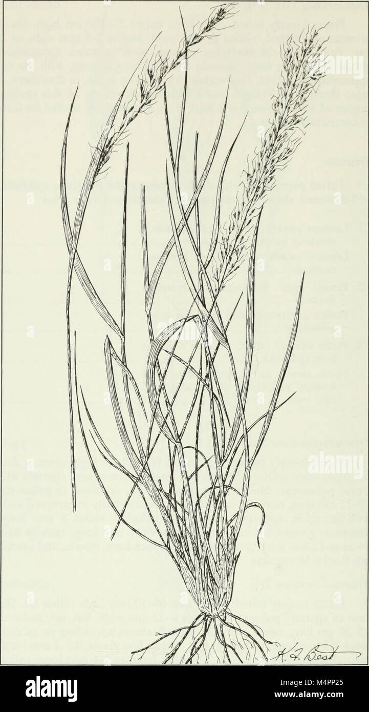 Budd's Flora des Provinces des Prairies (1987) (19797425974) Banque D'Images