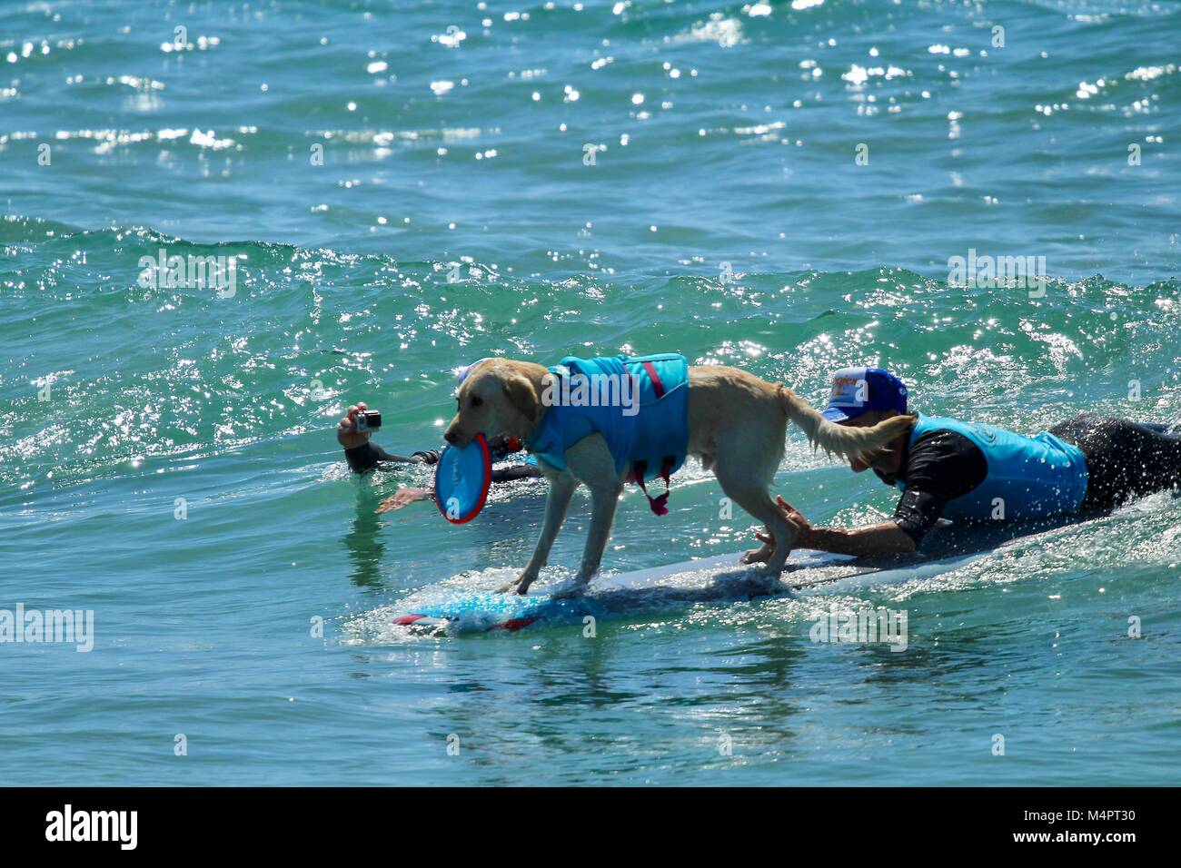 Surf City Surf Concours de chien Banque D'Images