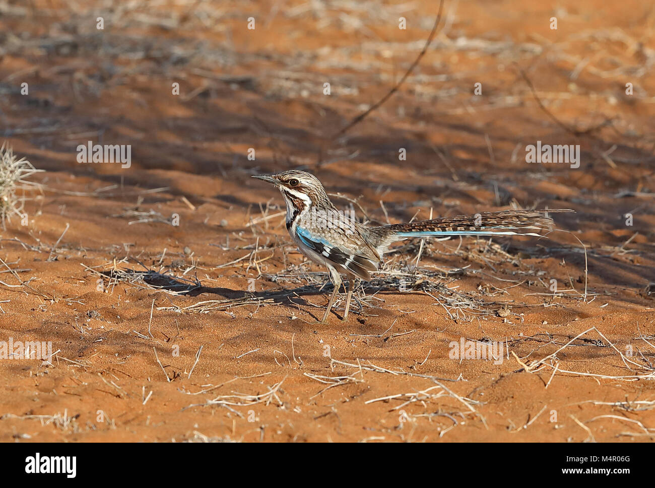 Terrain à longue queue-roller (Uratelornis chimaera) adulte en Forêt épineuse Parc Mosa, Ifaty, Madagascar Novembre Banque D'Images