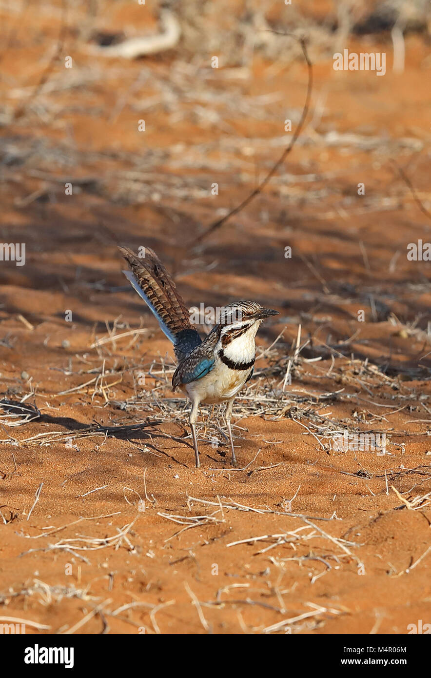 Terrain à longue queue-roller (Uratelornis chimaera) adulte en Forêt épineuse Parc Mosa, Ifaty, Madagascar Novembre Banque D'Images