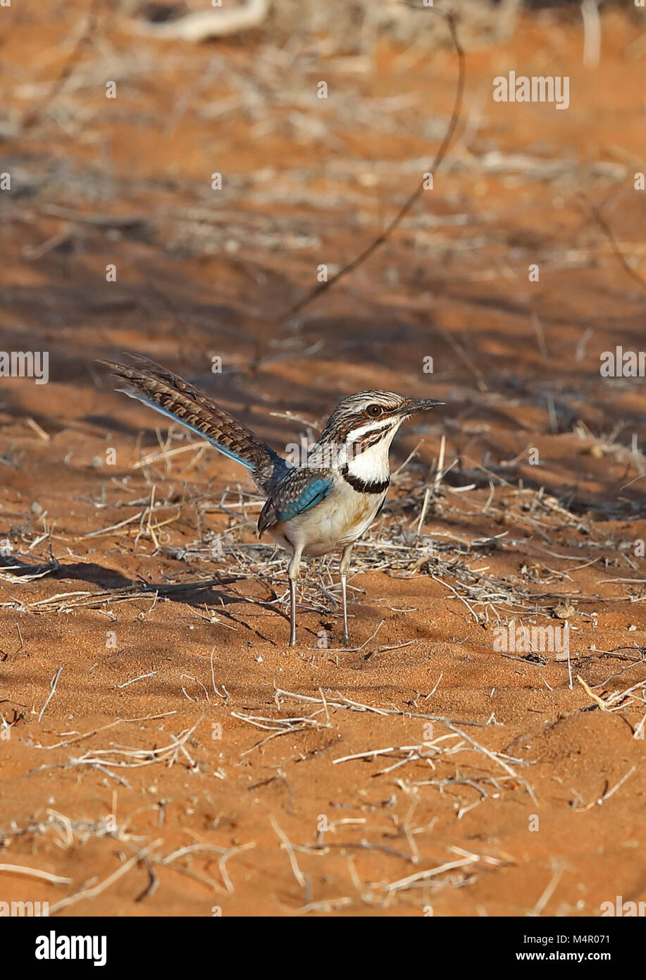 Terrain à longue queue-roller (Uratelornis chimaera) adulte en Forêt épineuse Parc Mosa, Ifaty, Madagascar Novembre Banque D'Images