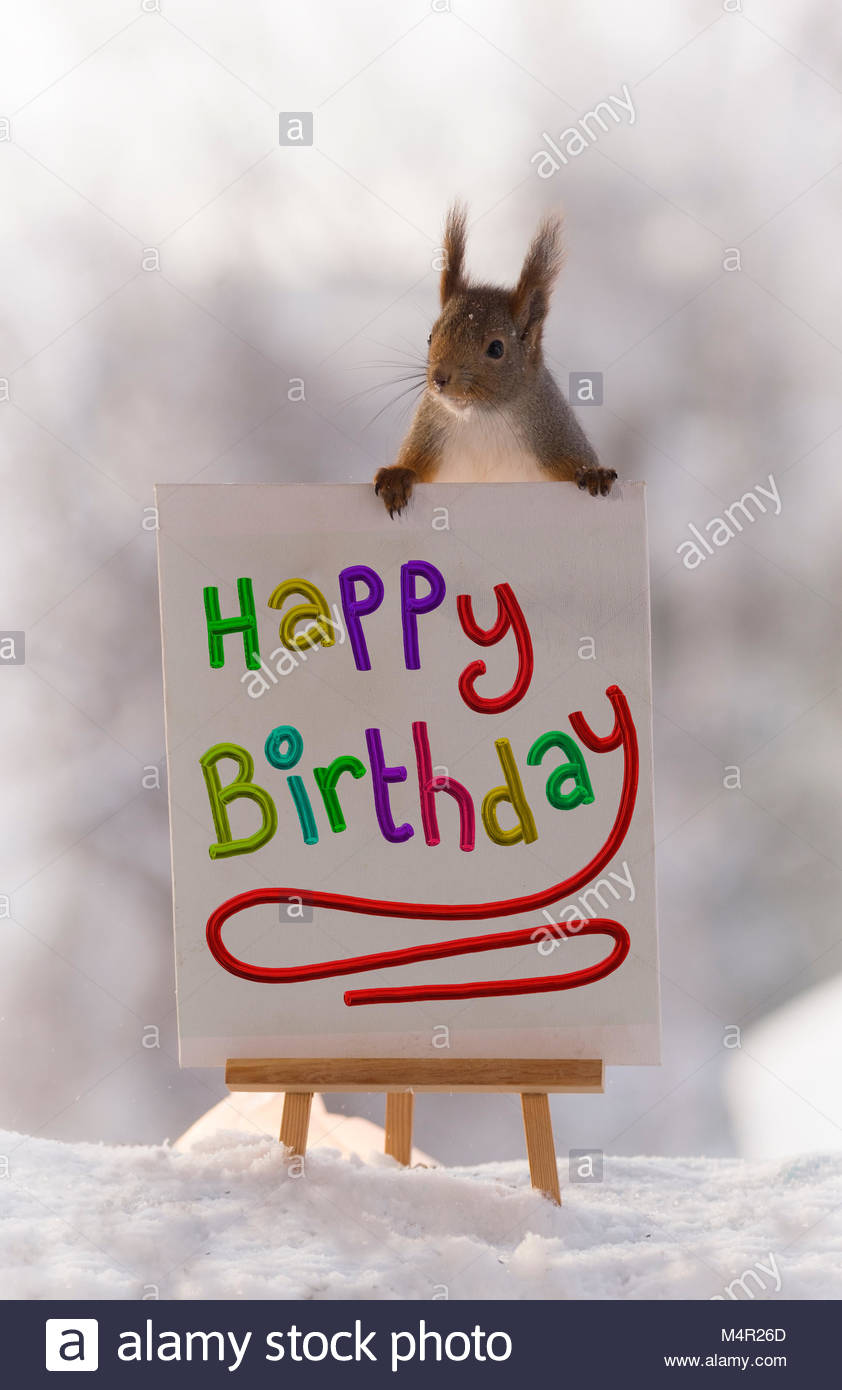 Ecureuil Rouge Debout Sur Un Joyeux Anniversaire Sign Photo Stock Alamy Ecureuil Rouge Debout Sur Un Joyeux Anniversaire Sign Photo Stock Alamy